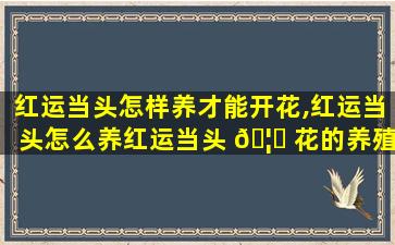 红运当头怎样养才能开花,红运当头怎么养红运当头 🦅 花的养殖方法和注意事